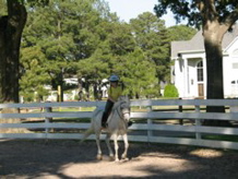 Caroline cantering on Beamer