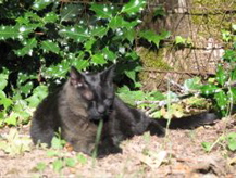 Vinnie in the dirt