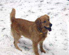 Seiko in the snow