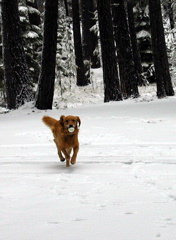 Seiko the ball dog