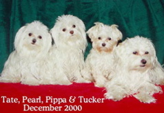 Tate, Pearl, Pippa and Tucker